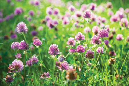 How Plants Use Nitrogen Image